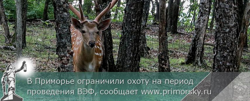 В Приморье ограничили охоту на период проведения ВЭФ, сообщает www.primorsky.ru 